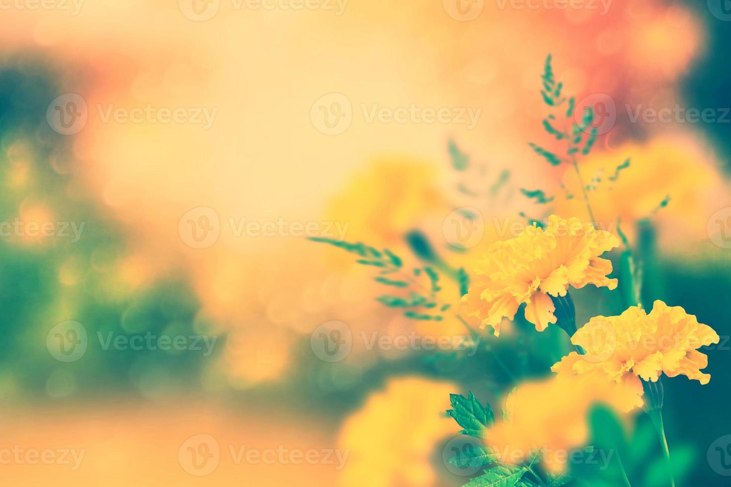 bright and colorful flowers marigolds. autumn landscape. photo