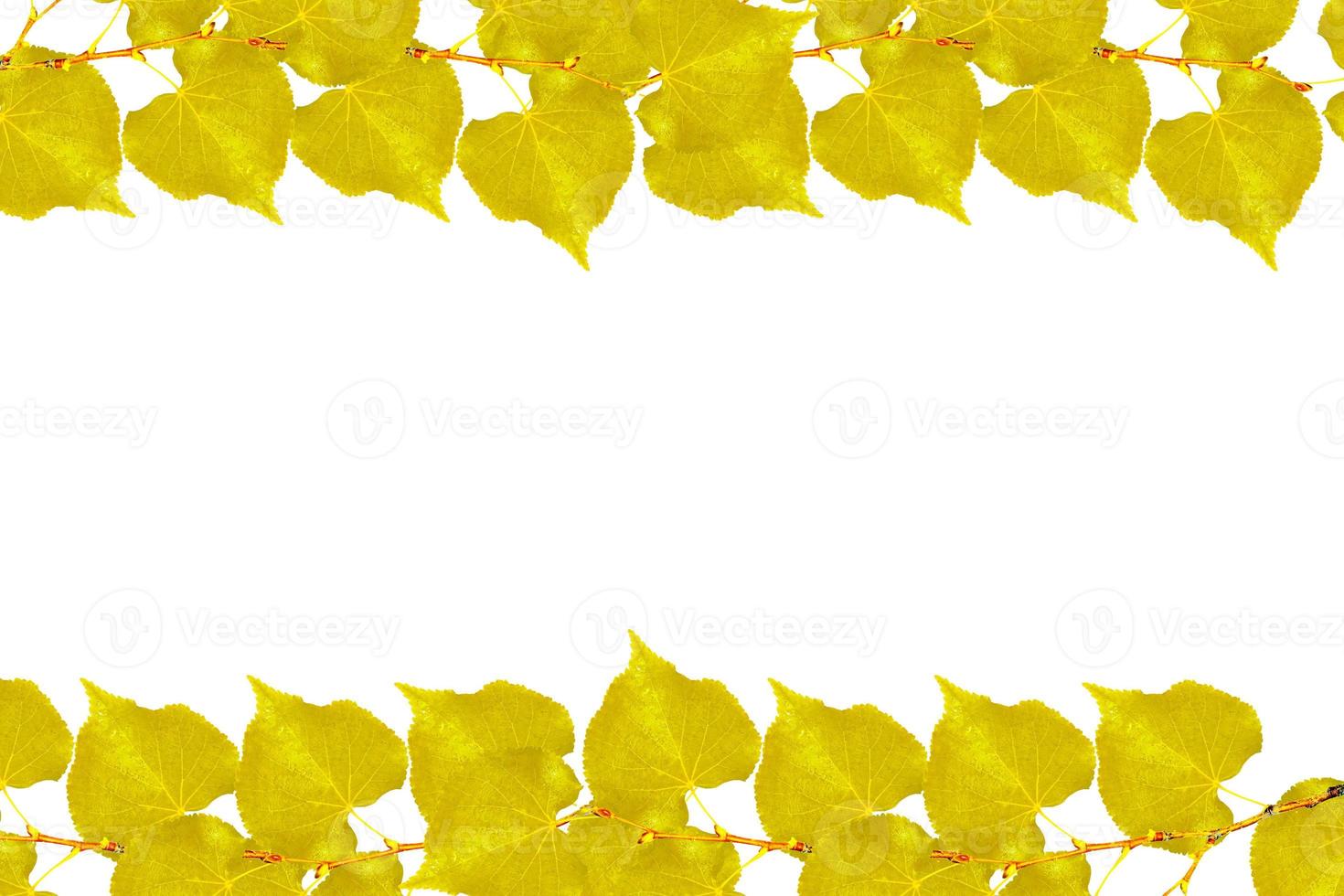 Bright colorful autumn leaves photo