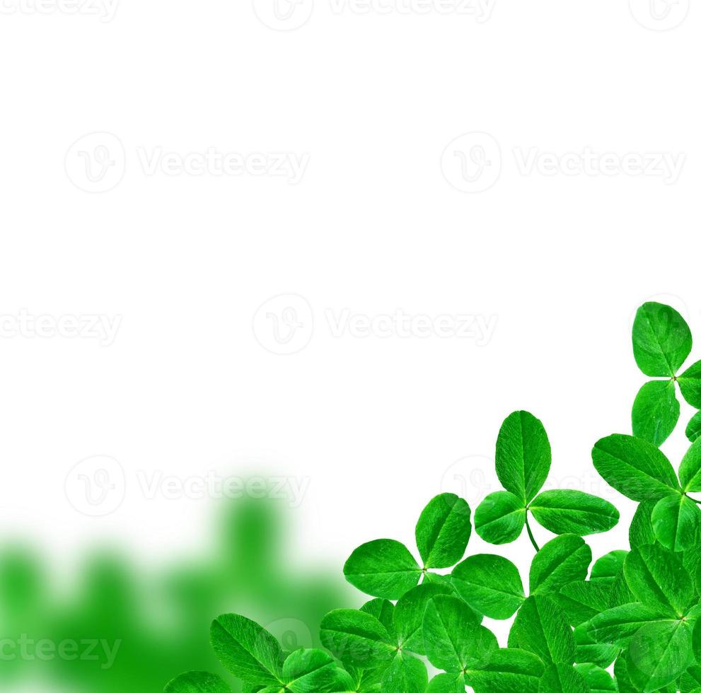 green clover leaves isolated on white background. St.Patrick 's Day photo