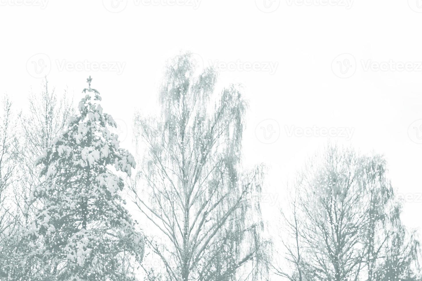 Frozen winter forest with snow covered trees. photo