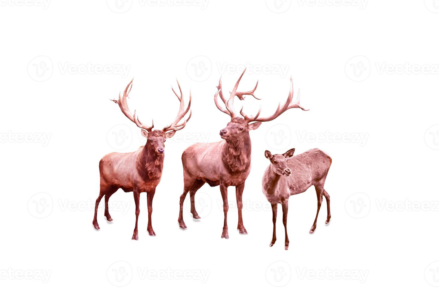 Wild animals reindeers isolated on white background. photo