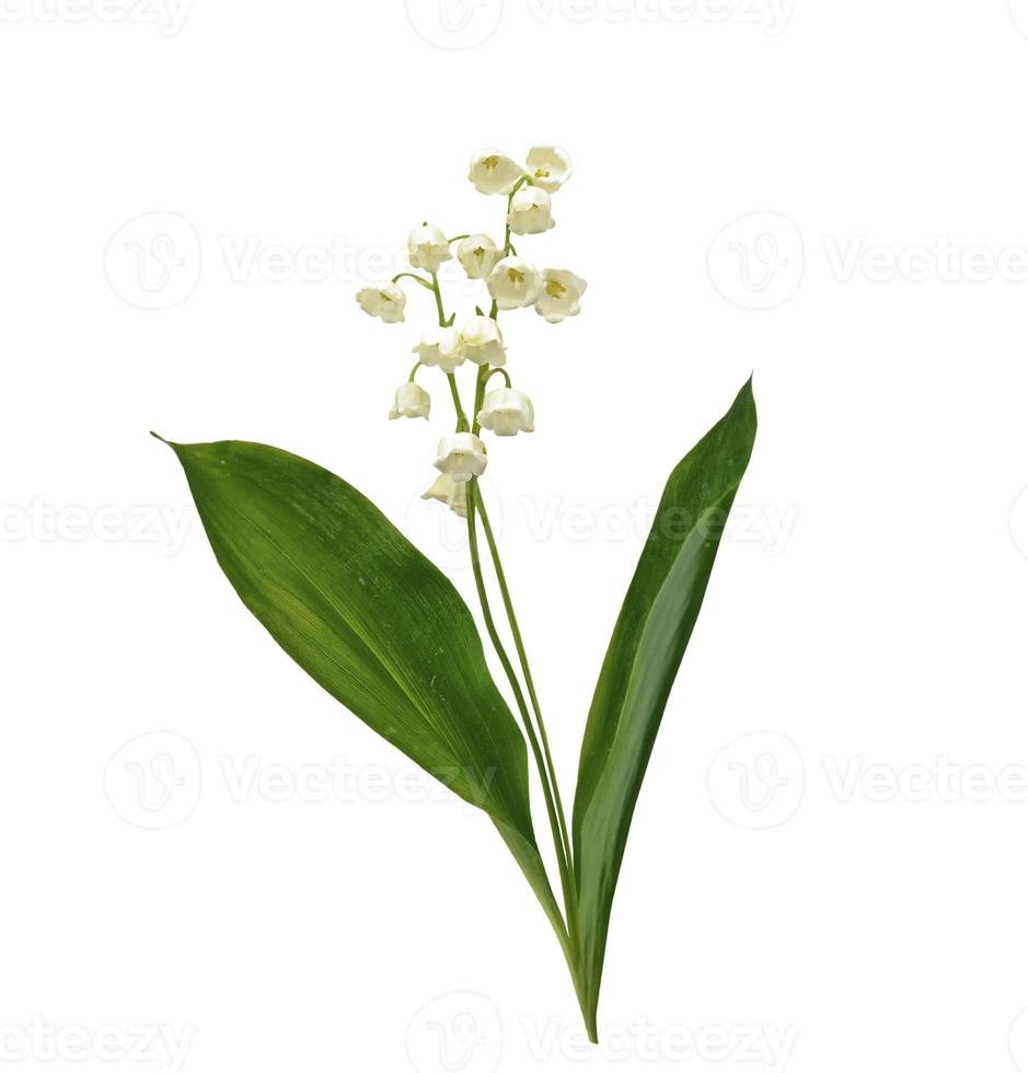 Lily of the valley flower photo