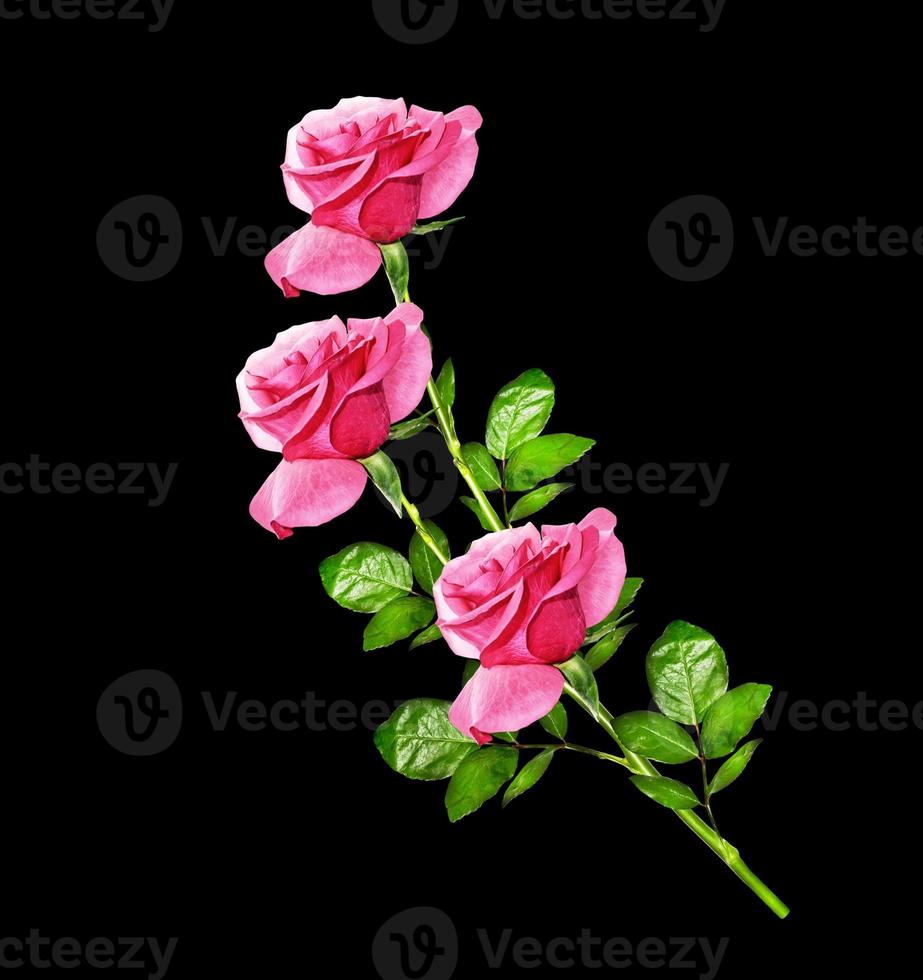 flower buds of roses isolated on black background photo