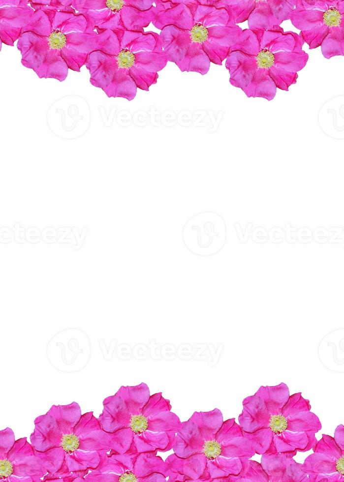 Dog rose Rosa canina flowers on a white background photo