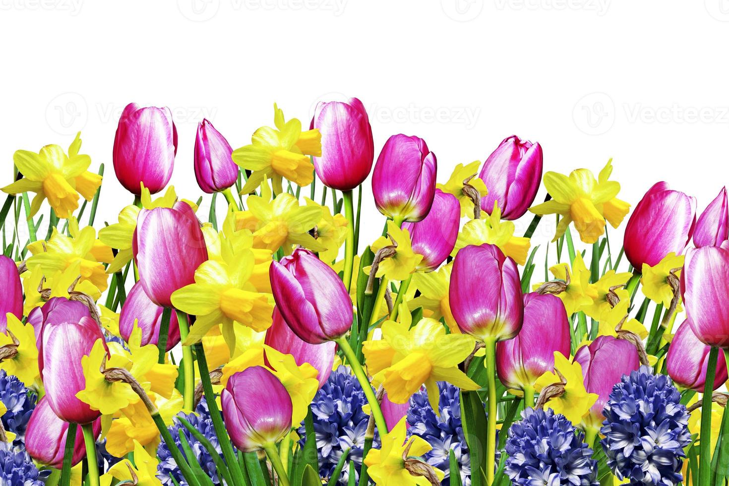 Pink and yellow flowers tulips and daffodils photo