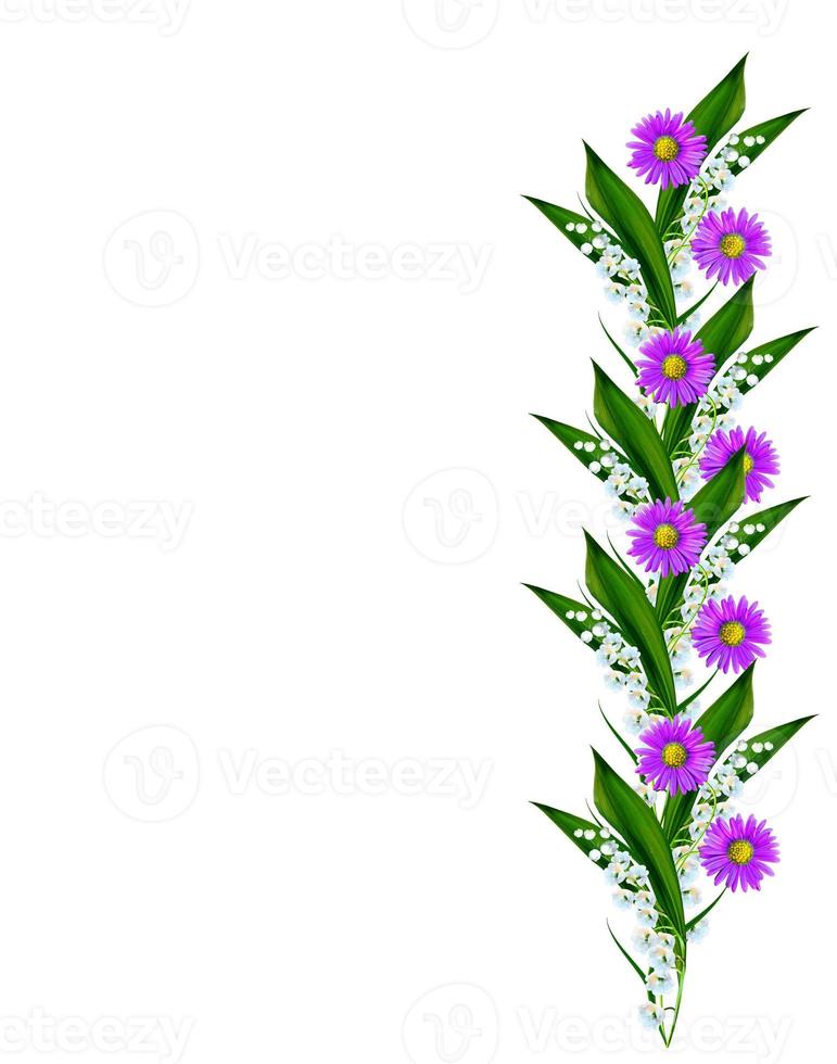 daisies summer white flower isolated on white background photo
