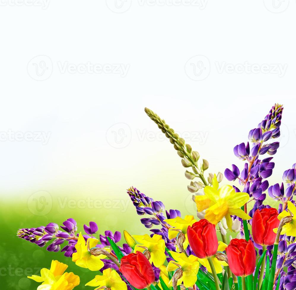Bright and colorful spring flowers daffodils and tulips photo