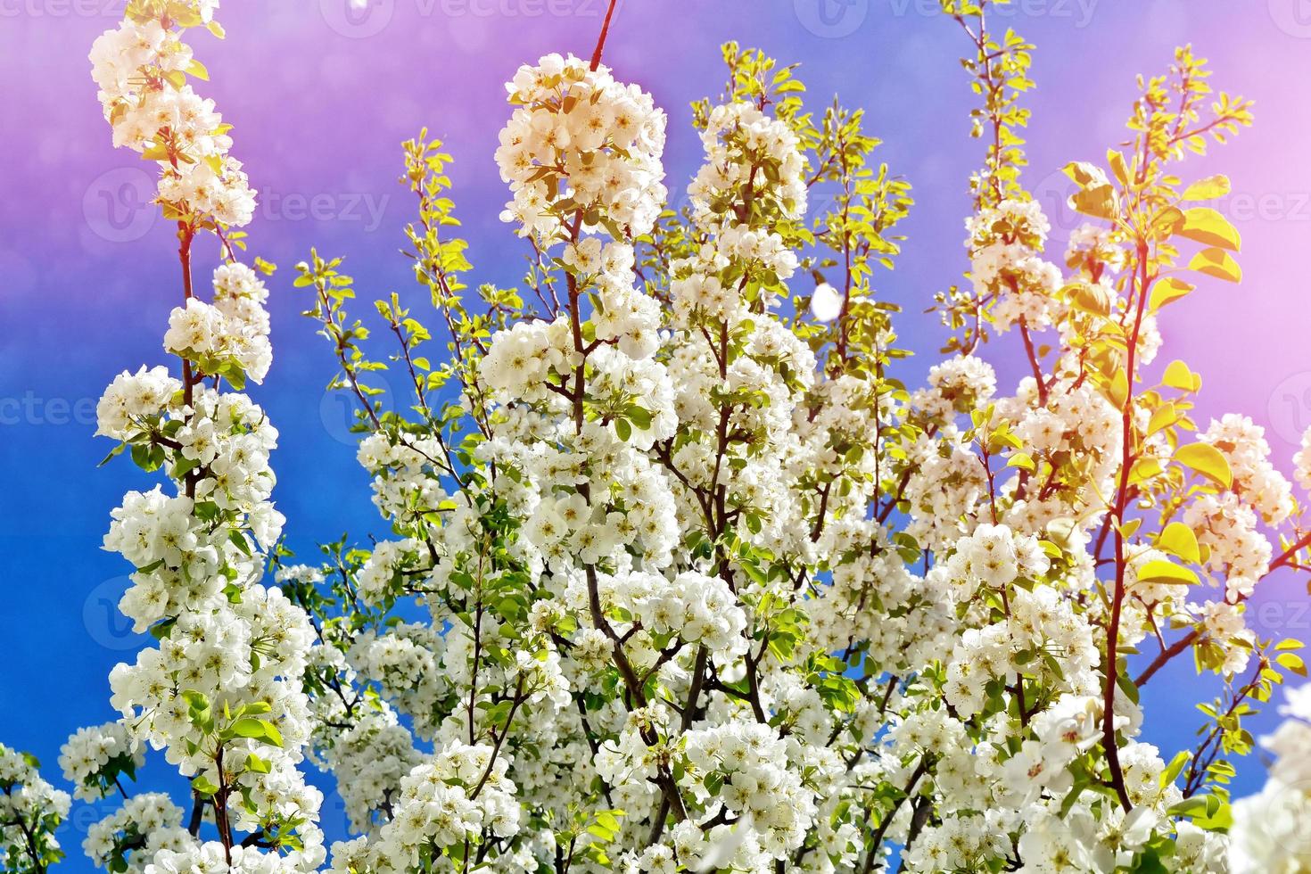 Blooming spring flowers. Apple tree. 9849941 Stock Photo at Vecteezy