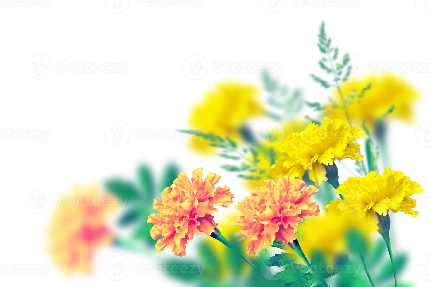 Autumn flowers marigolds isolated on white background. photo