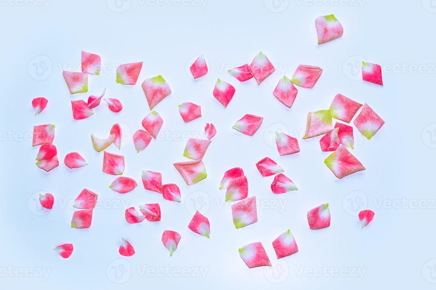 Bright pink rose petals. photo
