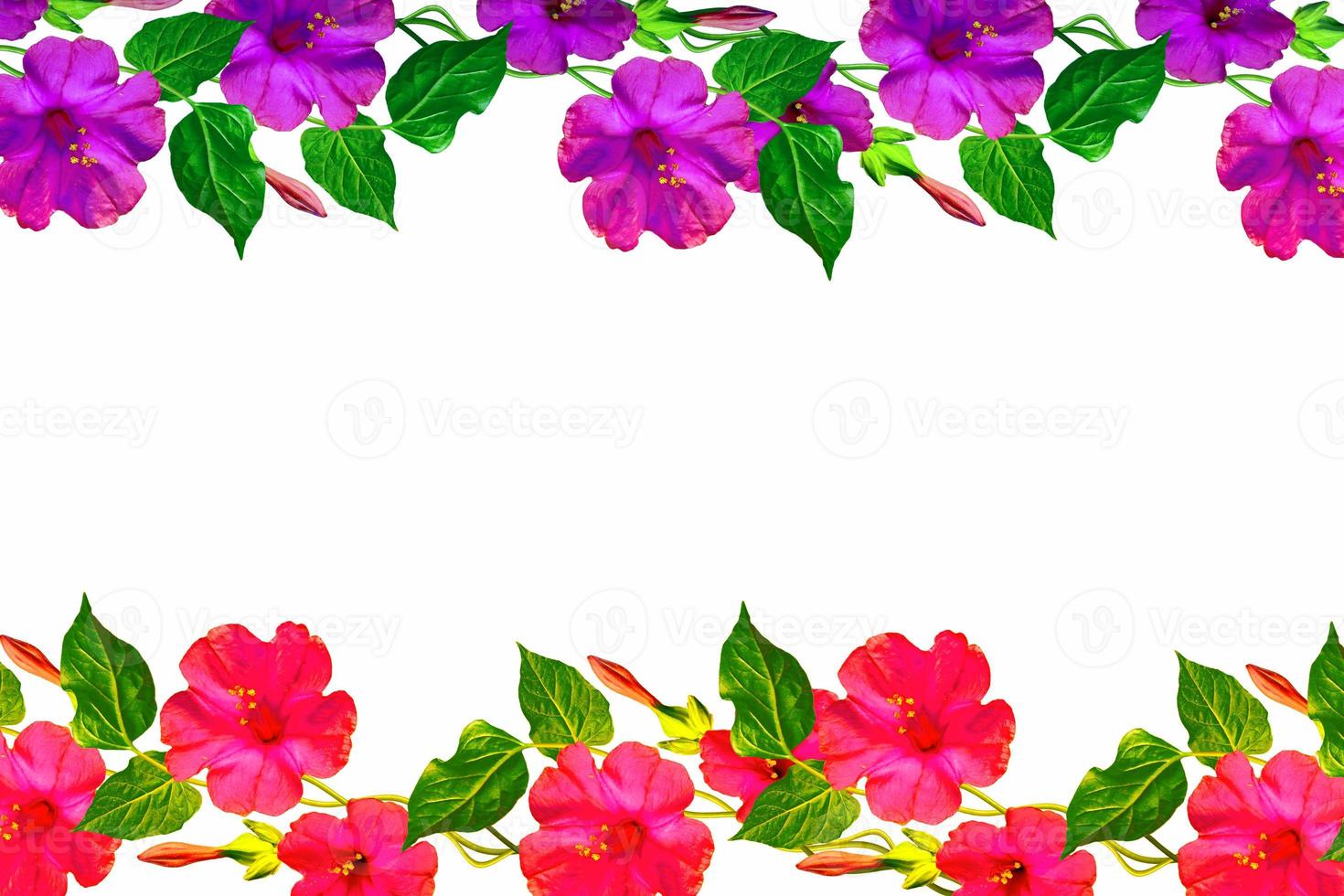 Petunias isolated on a white background. Colorful flowers. photo