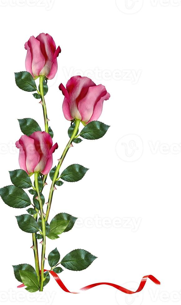 Red roses on white background photo