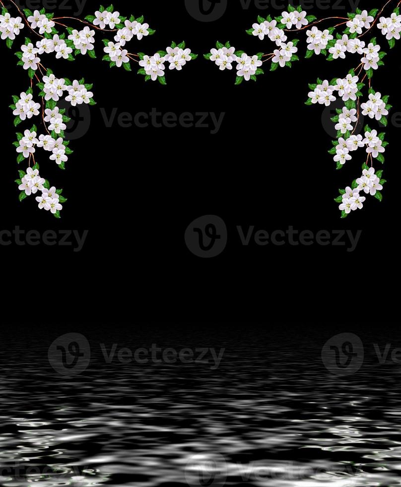 Beautiful delicate white flowers of apple blossom isolated on black background. photo
