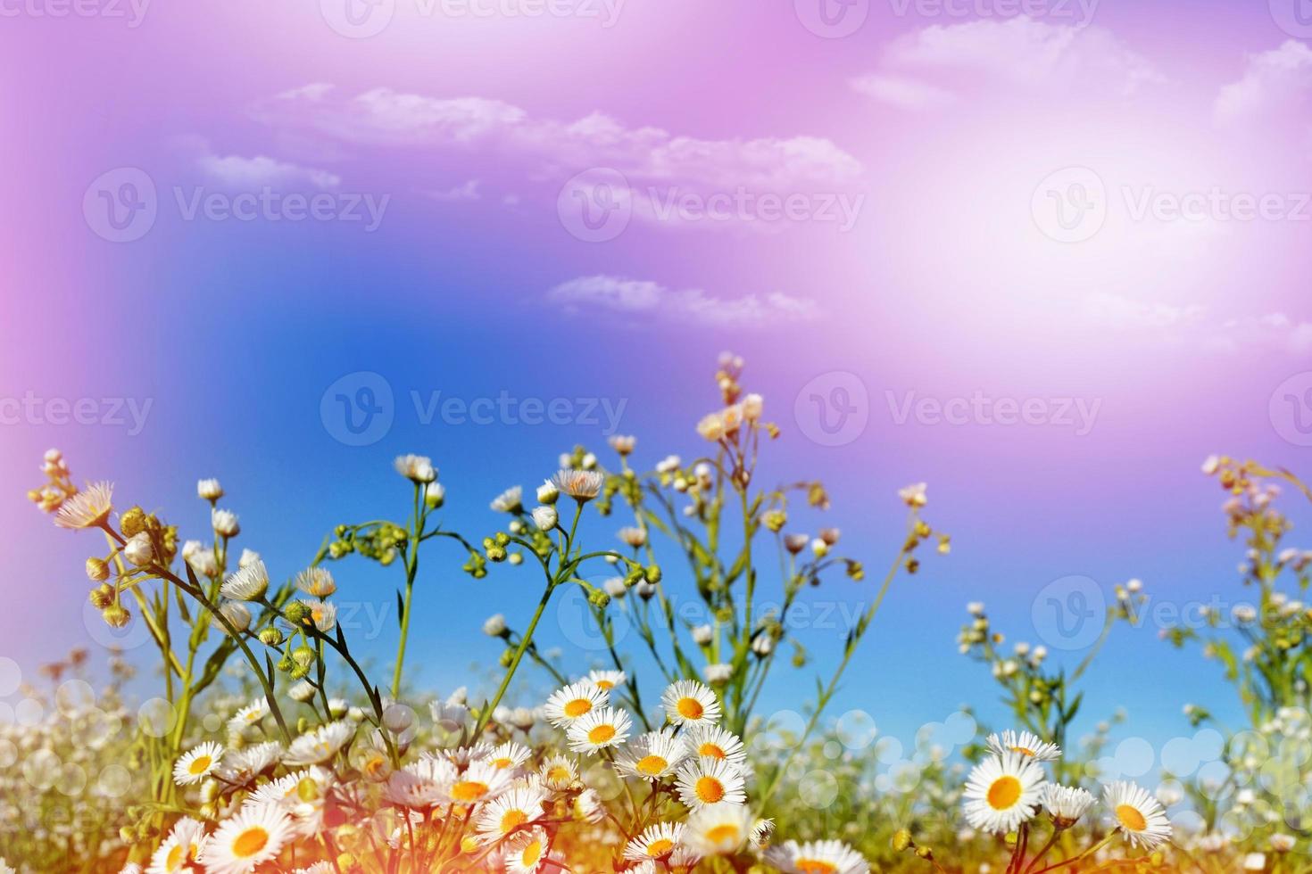 Background of flowers. Chamomile field. photo