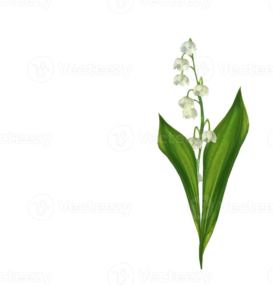 Lily of the valley flower photo