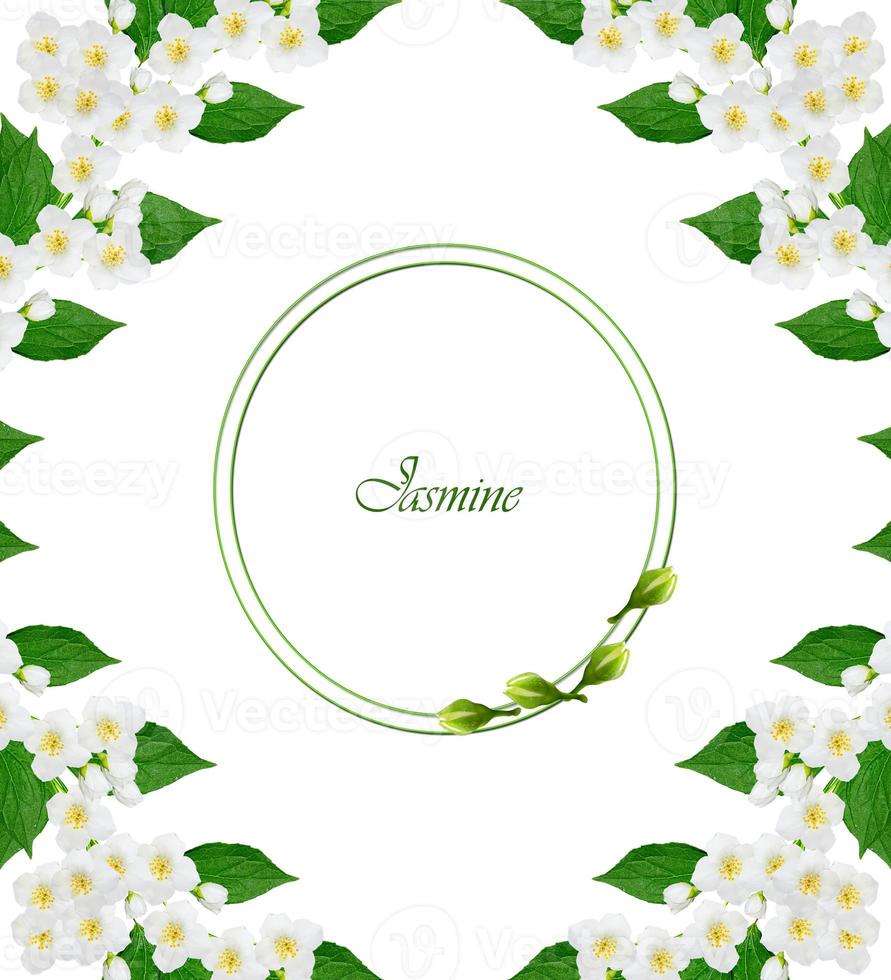 branch of jasmine flowers photo