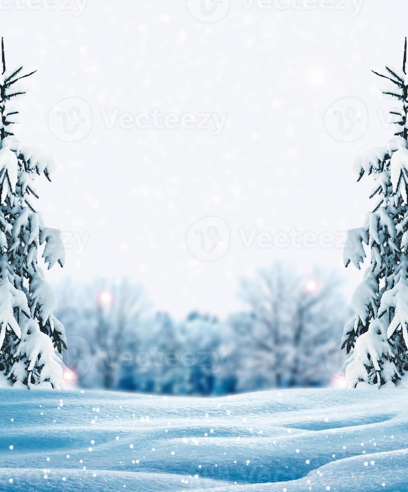 Frozen winter forest with snow covered trees. photo