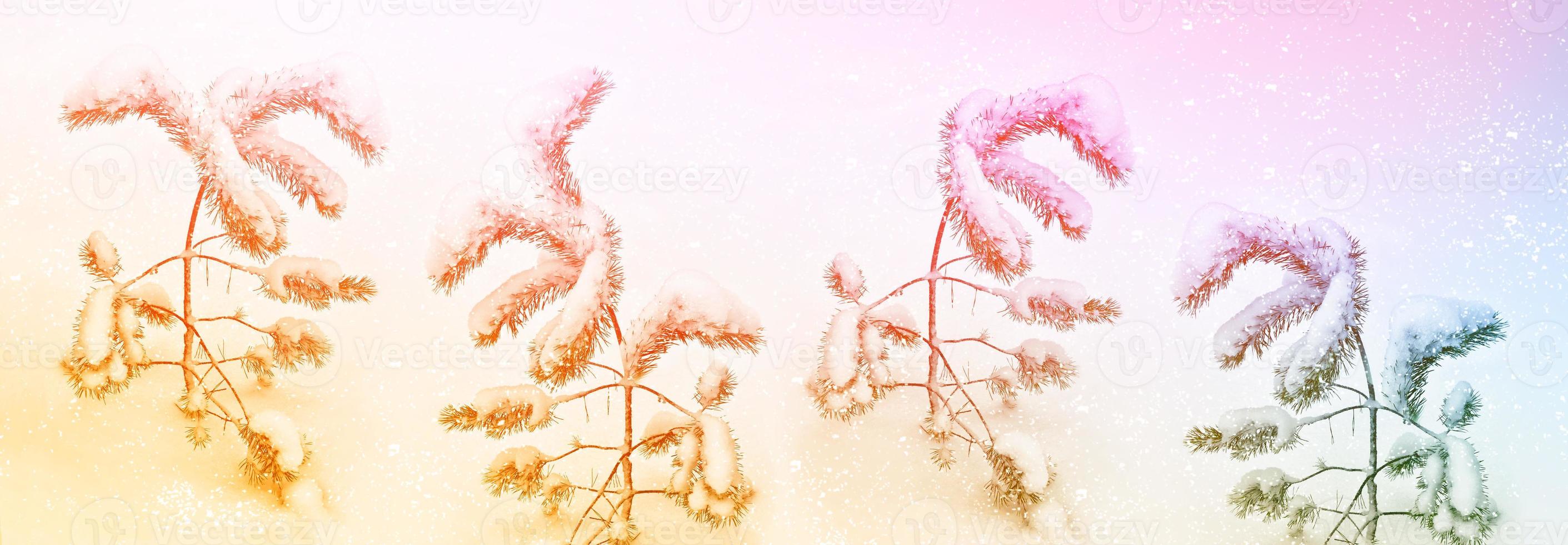 Frozen winter forest with snow covered trees. photo