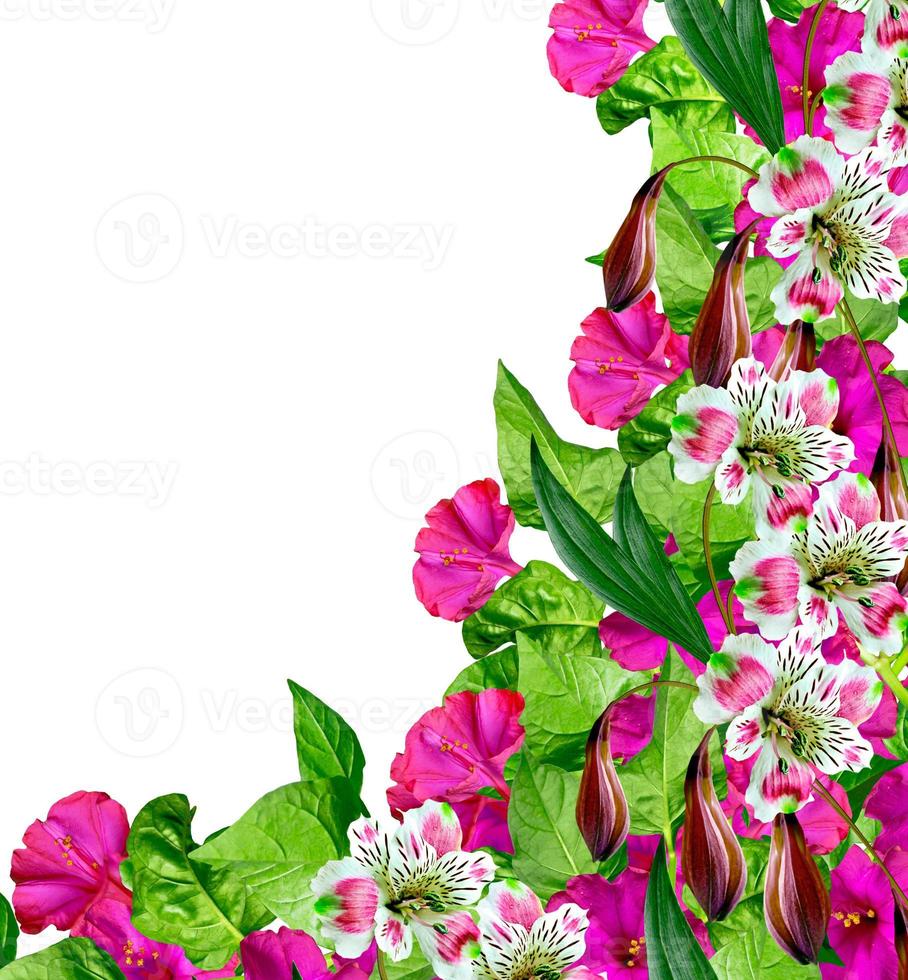 petunia flowers isolated on white background photo