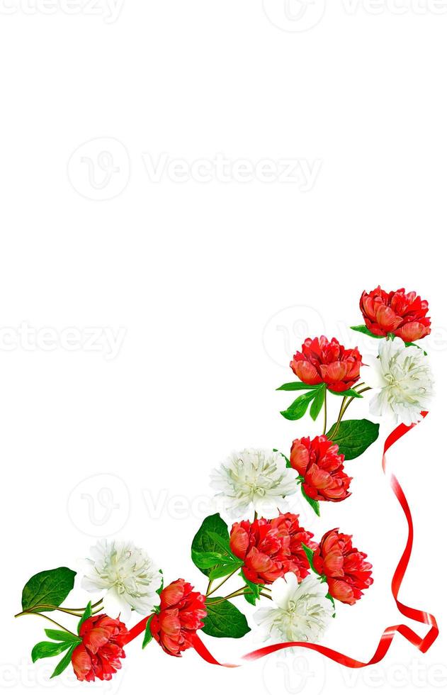 flores de peonía aisladas sobre fondo blanco foto
