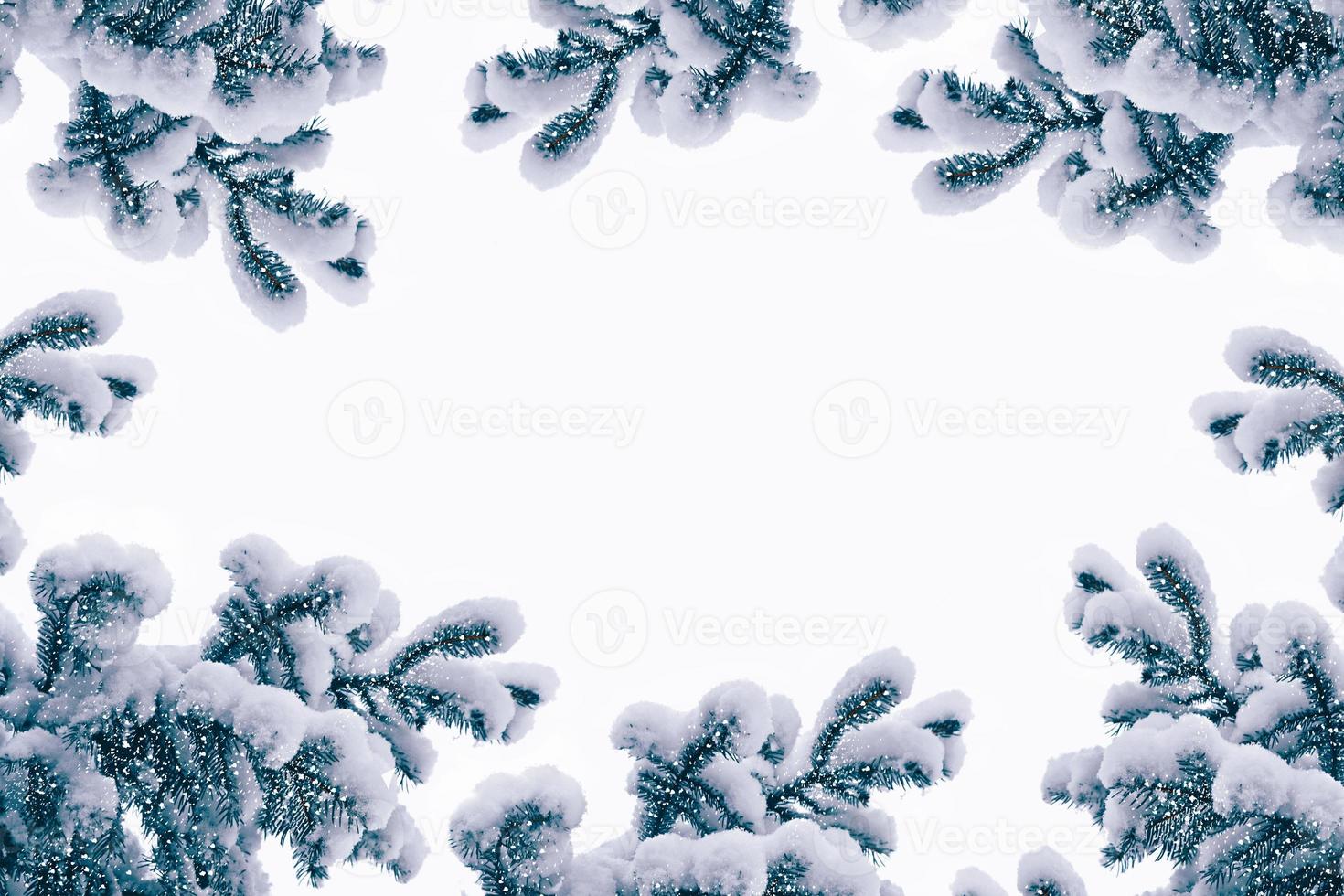 forest in the frost. Winter landscape. Snow covered trees. photo