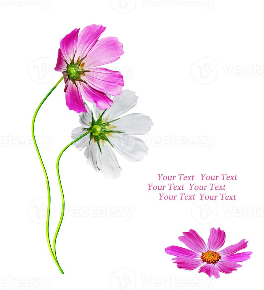 Cosmos flowers isolated on white background. photo