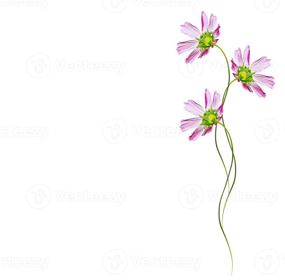 daisies summer flower isolated on white background. photo