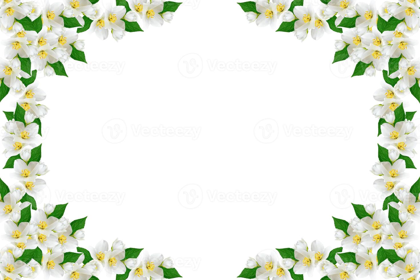 branch of jasmine flowers isolated on white background photo