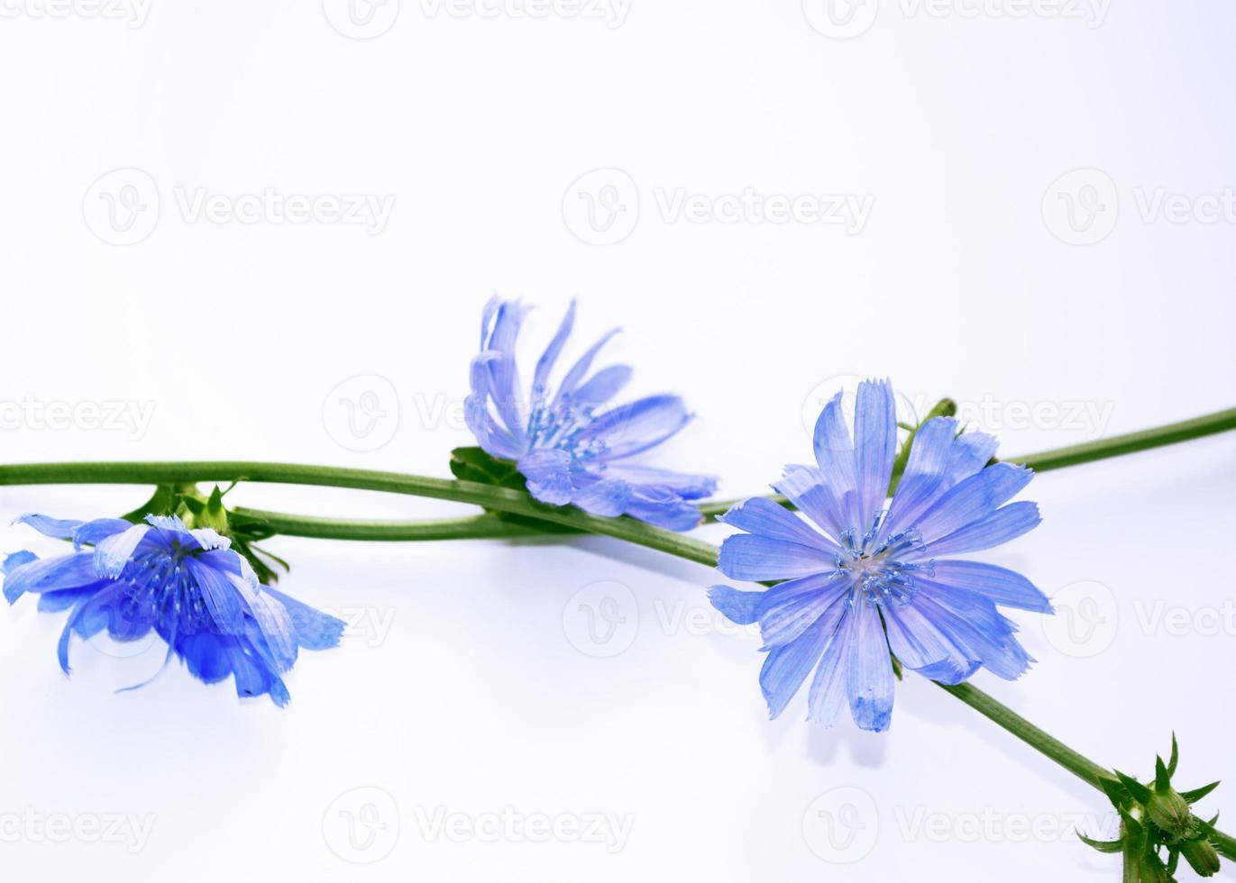 Chicory flower with leaf isolated on white background photo