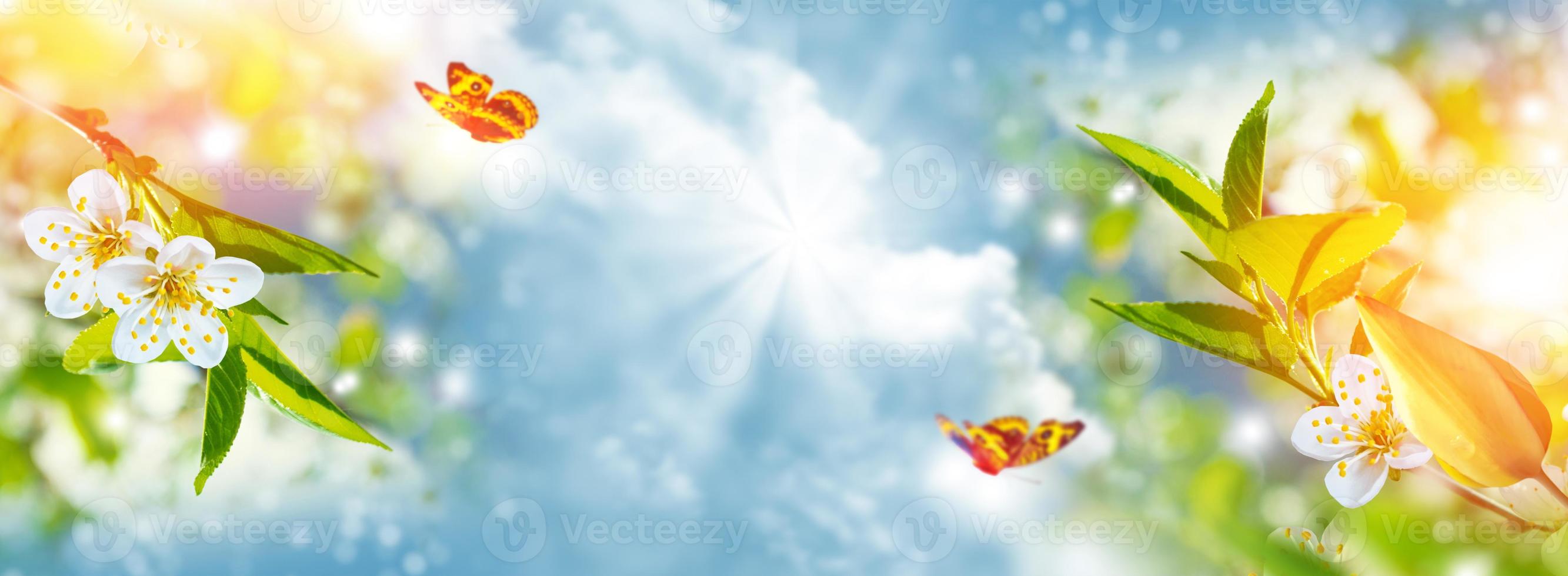 Blossoming branch apple, tulips.  Bright colorful spring flowers photo