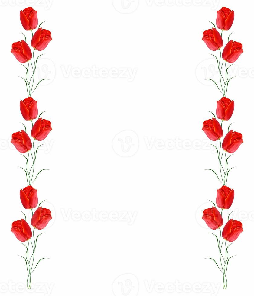 spring flowers tulips photo