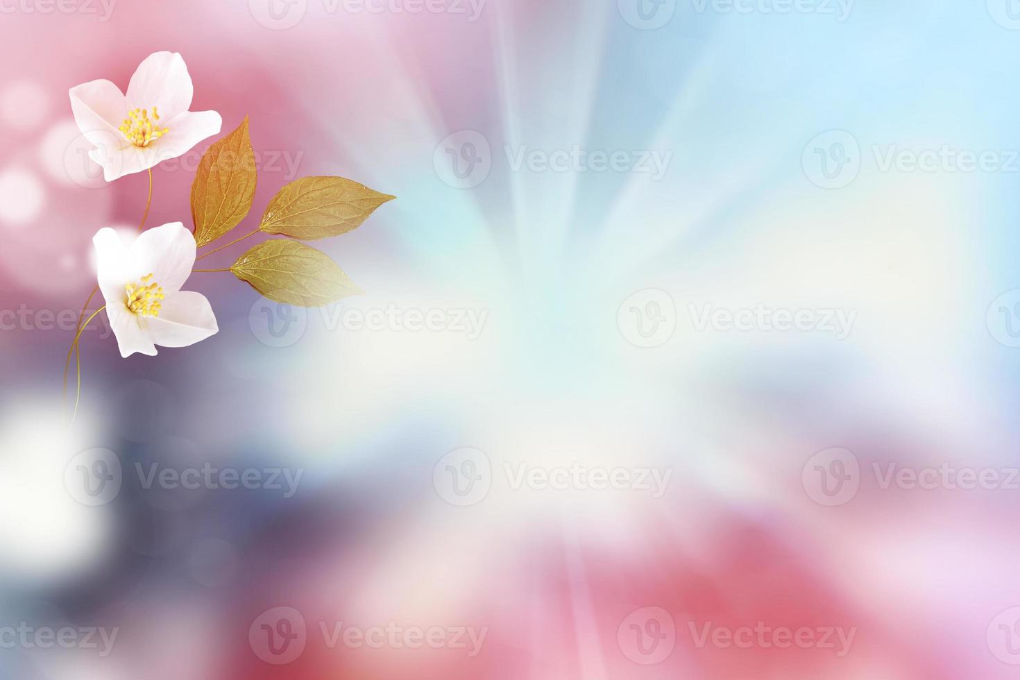 White jasmine The branch delicate spring flowers photo