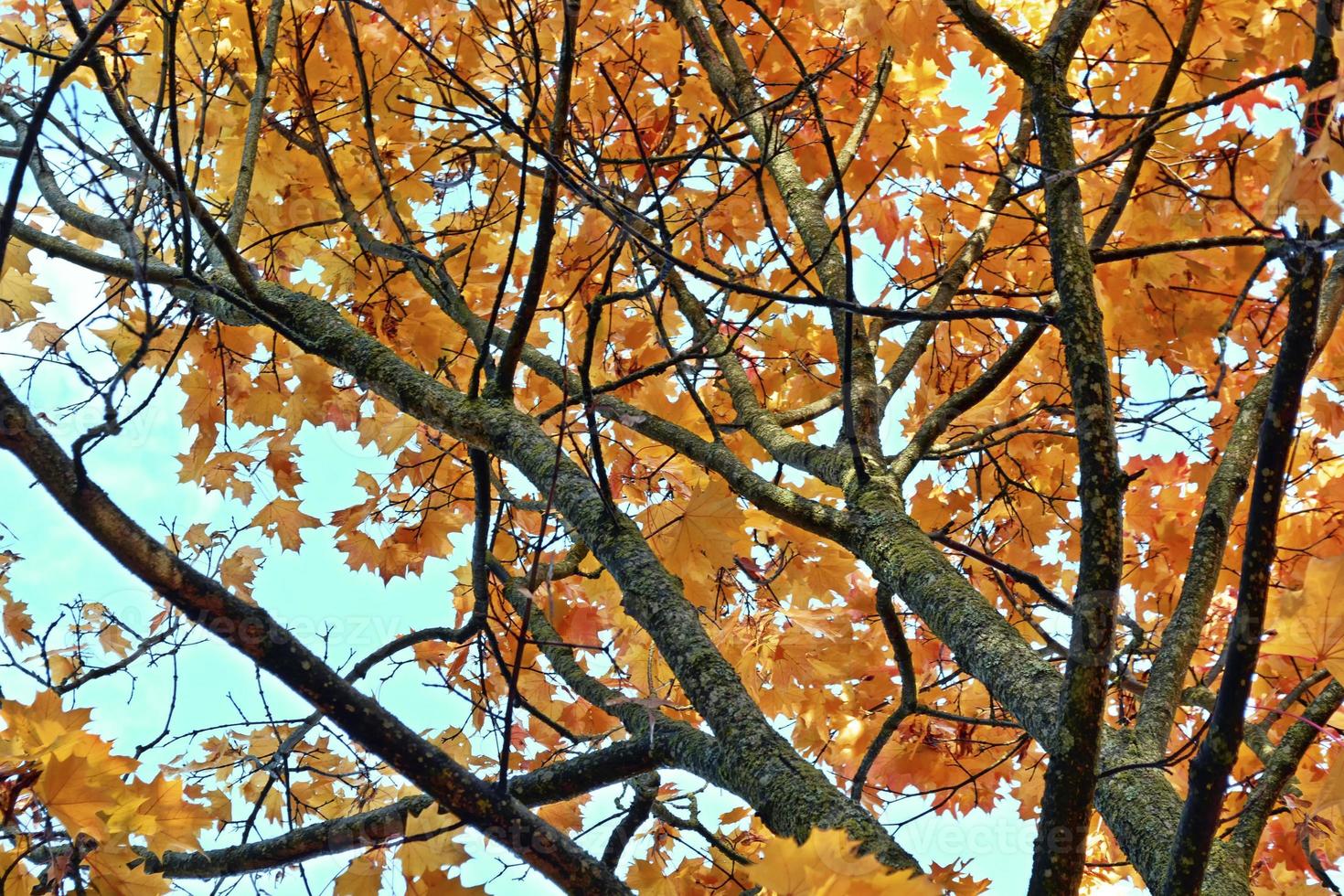 autumn landscape with bright colorful foliage. Indian summer. photo