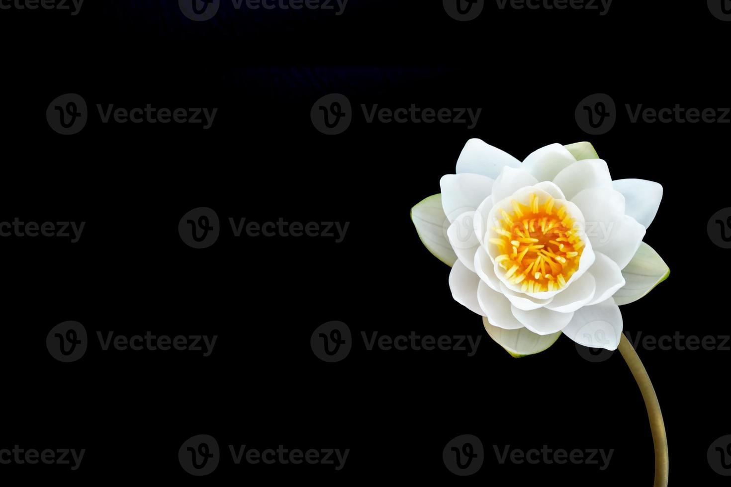Flower water lily isolated on black background. photo