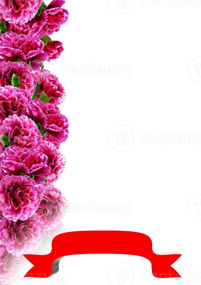 carnation flowers. holiday card photo
