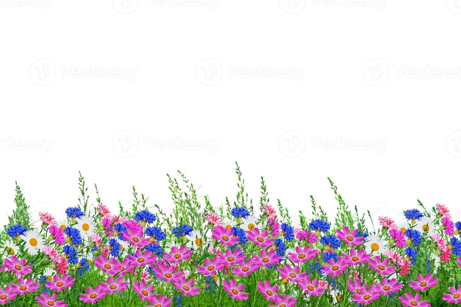 Wildflower daisies. Summer landscape. white chamomile flowers photo