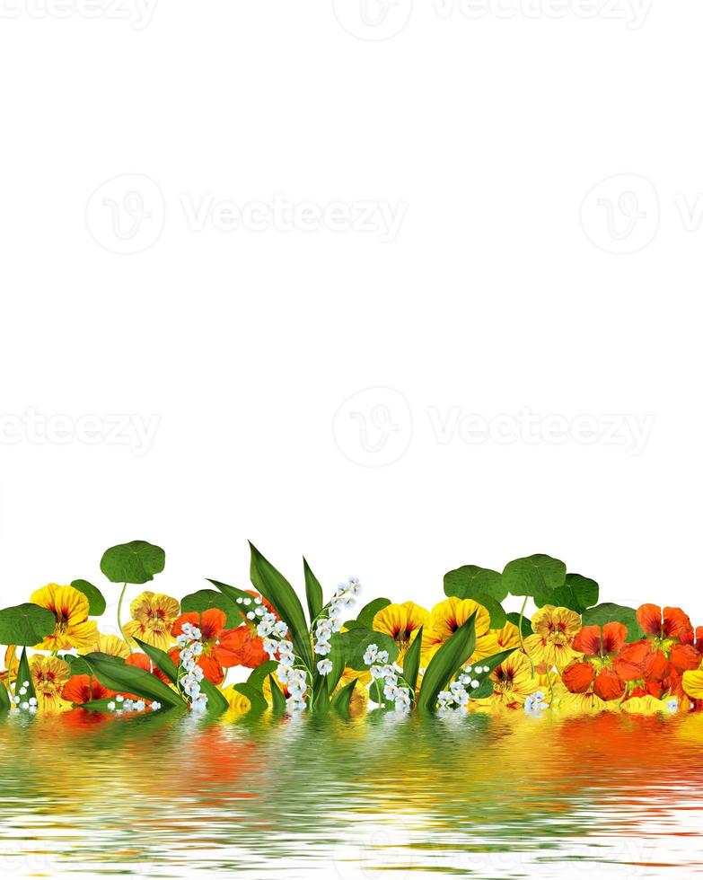 flowers isolated on white background photo