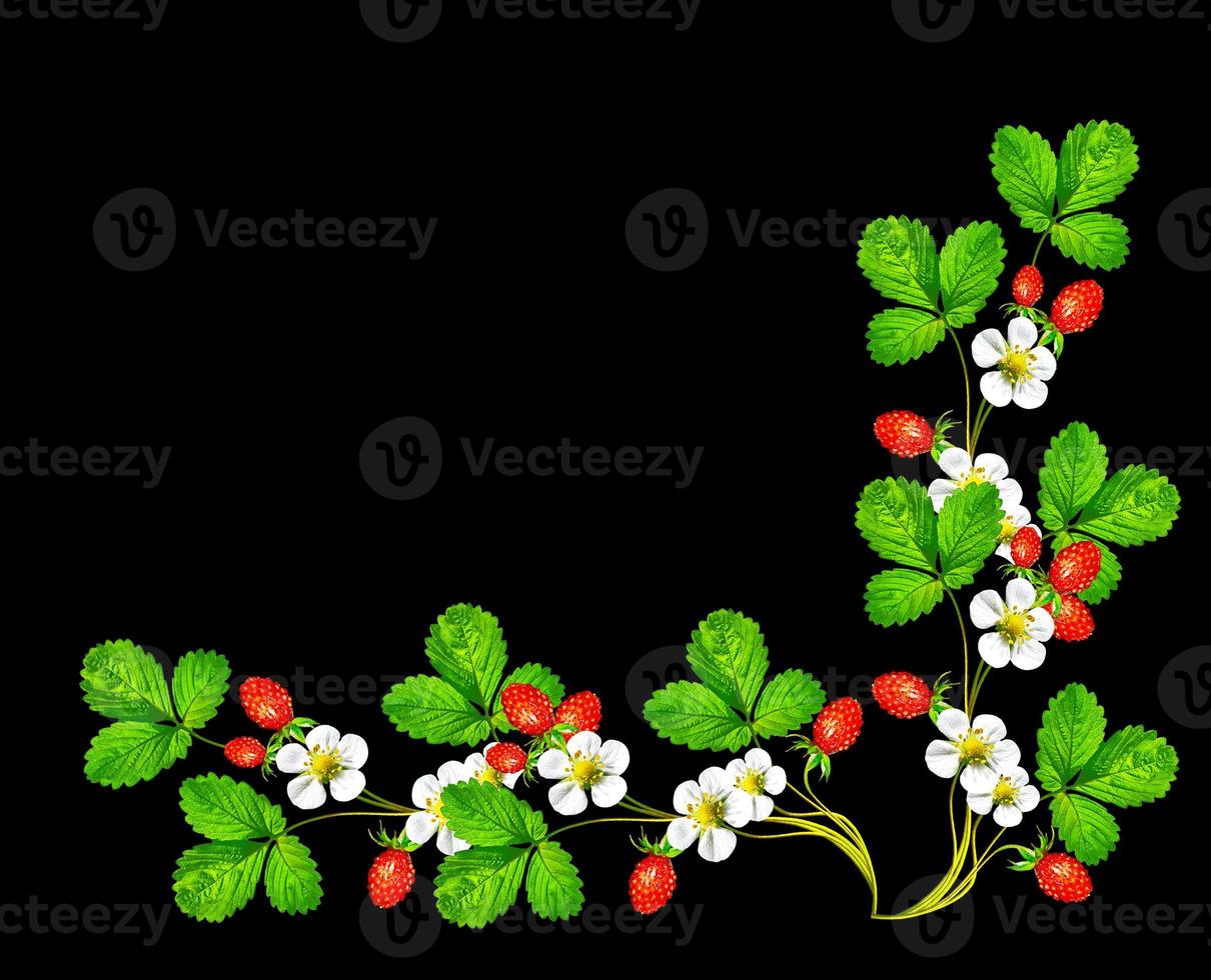 Branch of berries and strawberry flowers photo