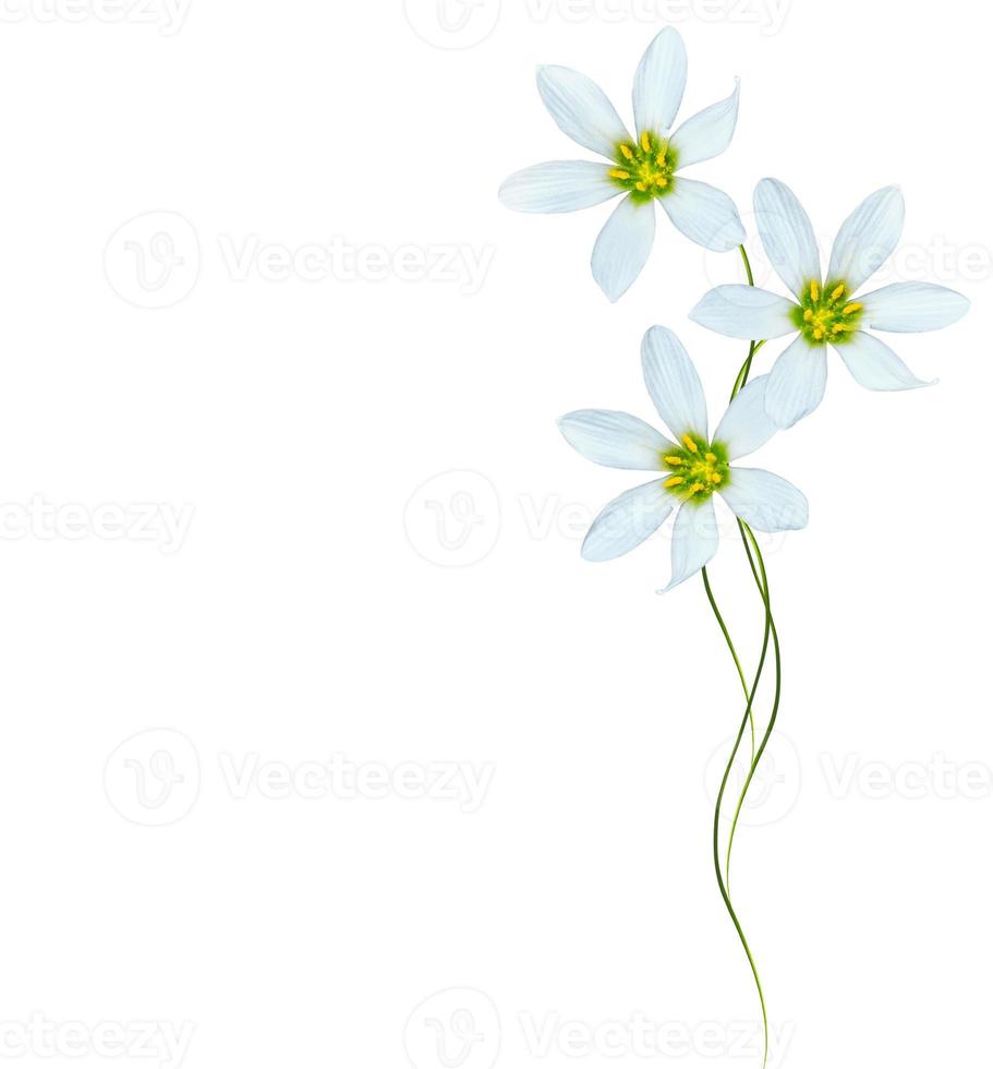 Spring flower snowdrop photo
