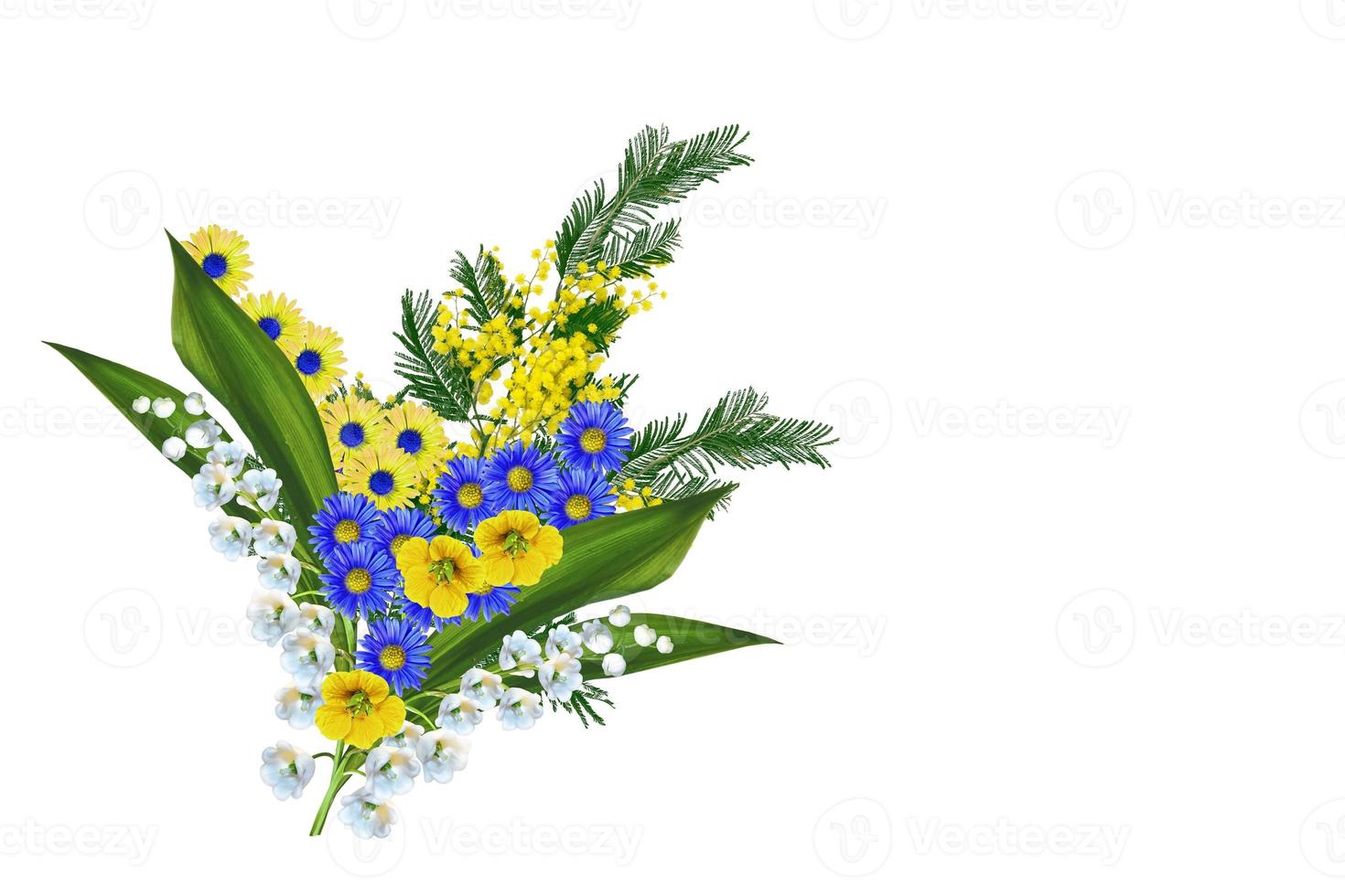 Bush of yellow spring flowers mimosa isolated on white background. photo