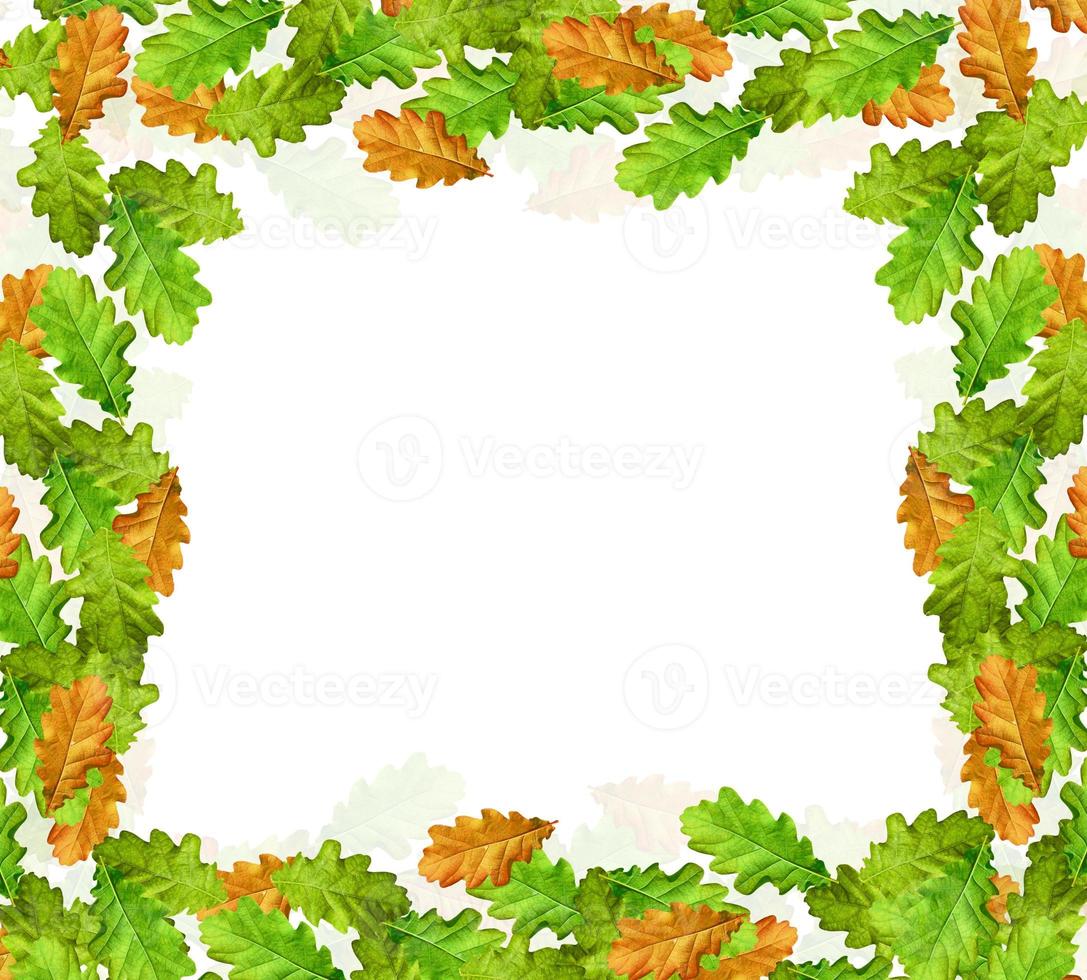 foliage isolated on white background. Golden autumn photo