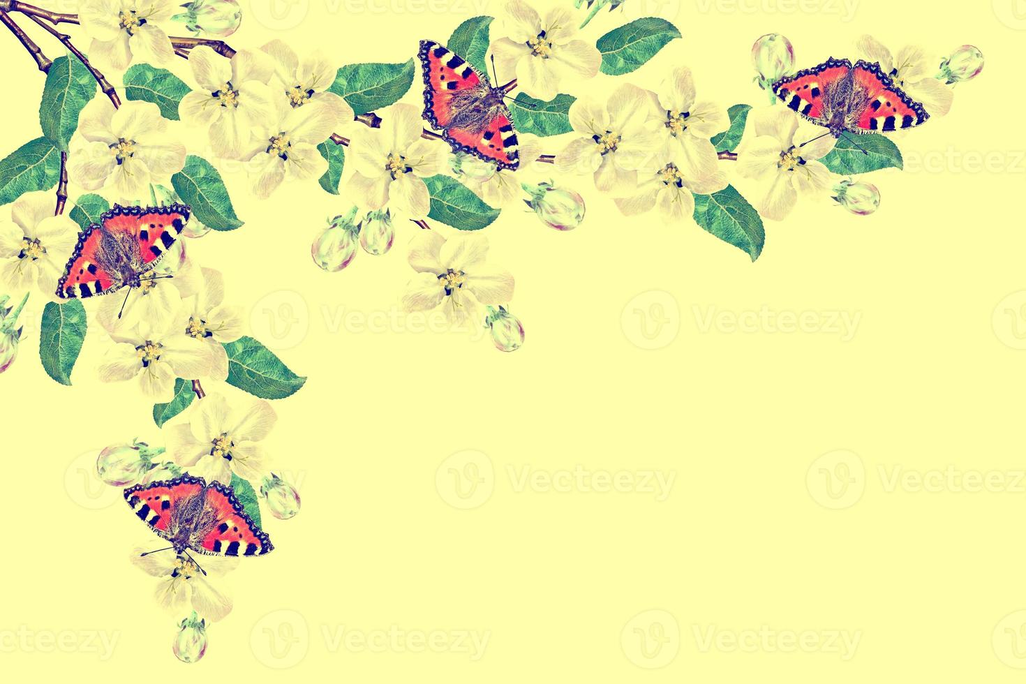 Flowering branch of apple isolated on a yellow background. photo