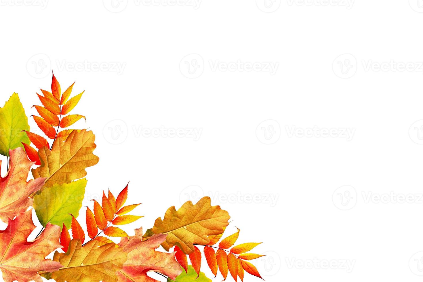 autumn leaves isolated on white background. photo