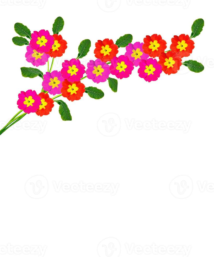 spring flowers primula isolated on white background. photo