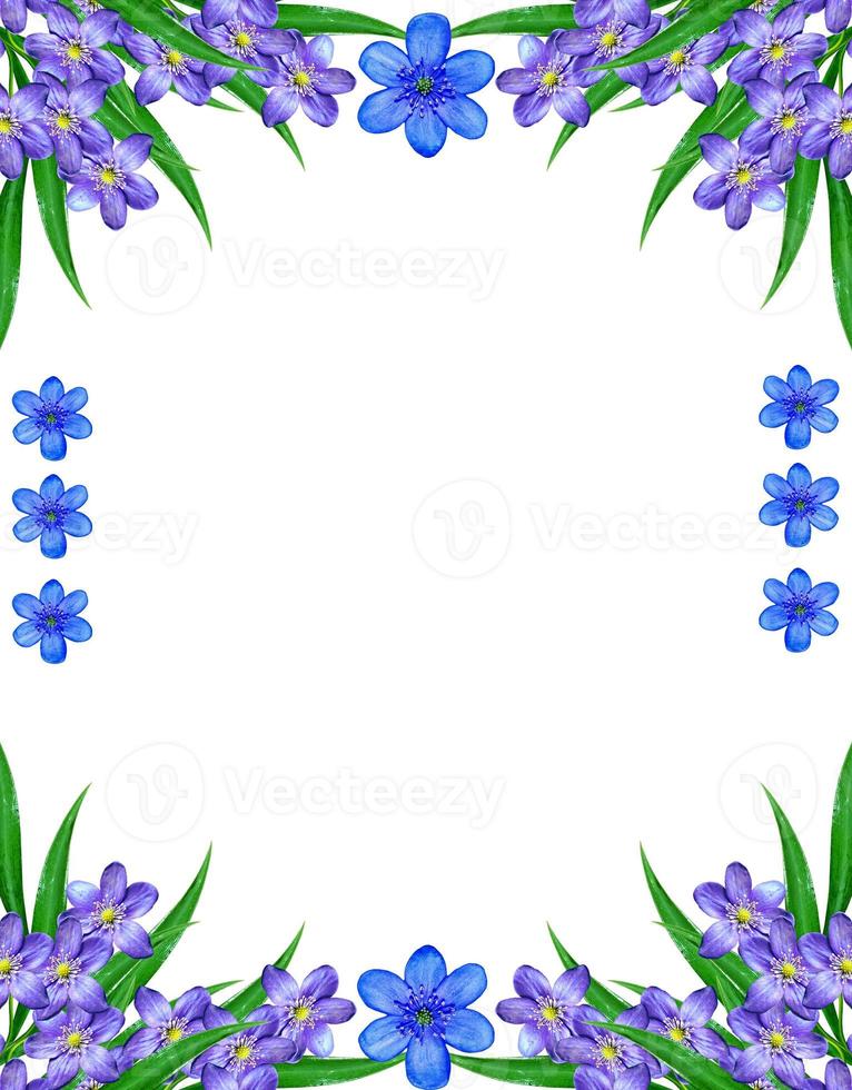 spring flowers snowdrops isolated on white background photo