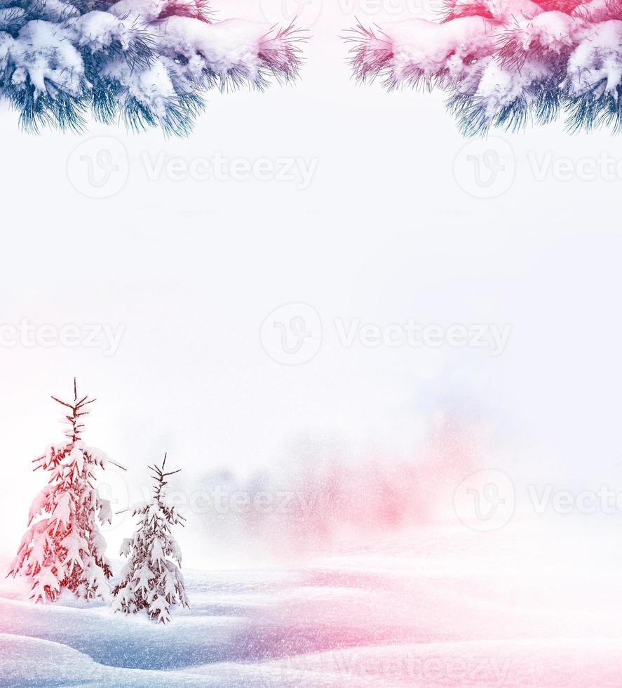 forest in the frost. Winter landscape. Snow covered trees. photo