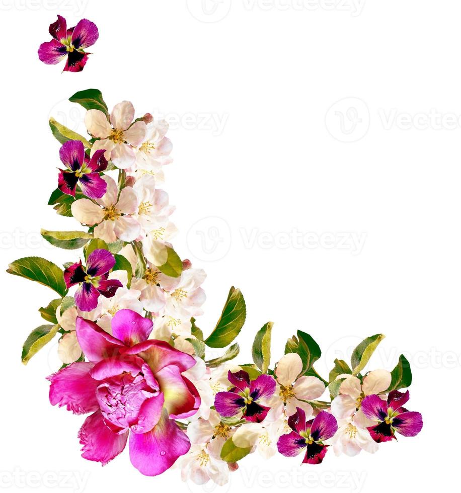 Flowering branch of apple isolated on a white background. Spring photo