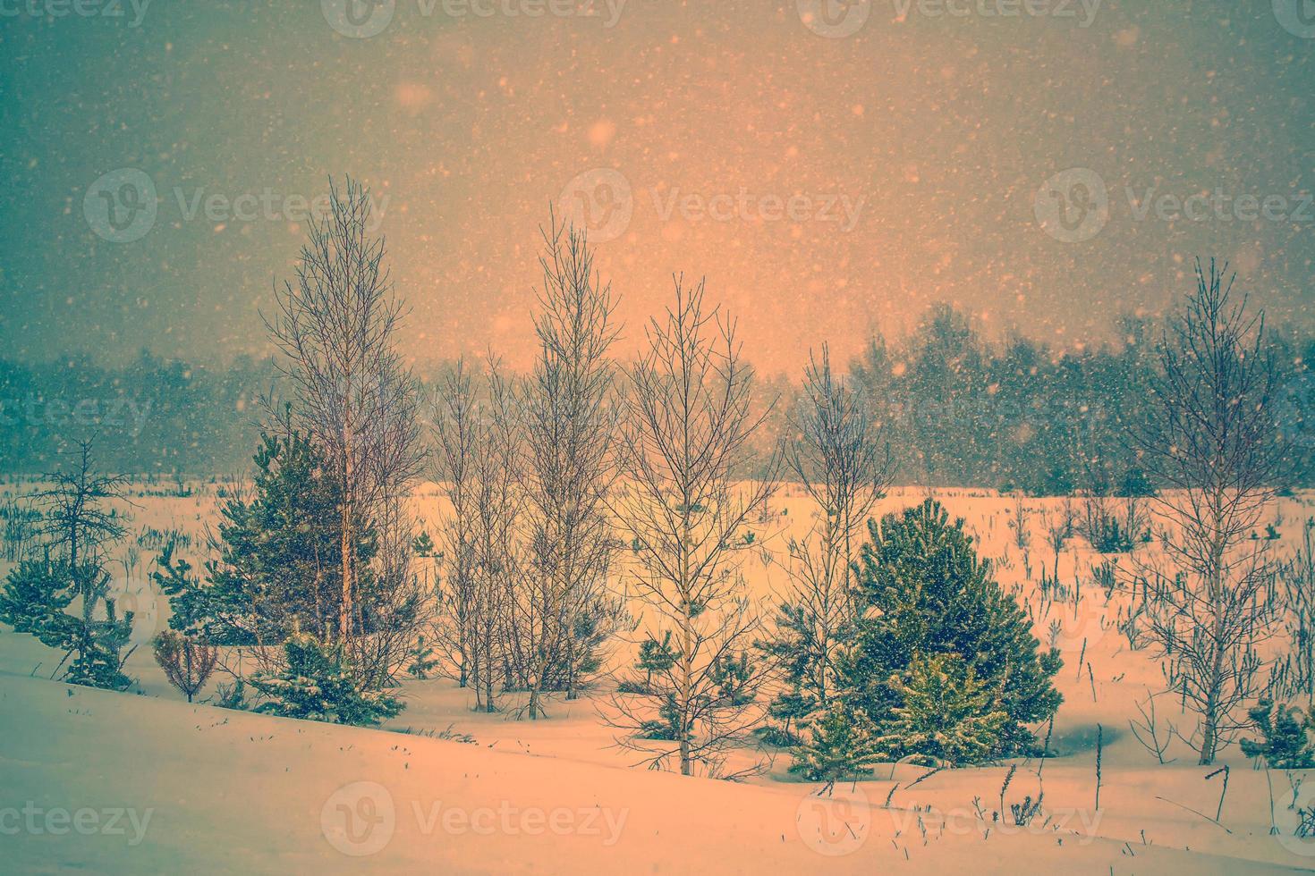 Frozen winter forest with snow covered trees. photo