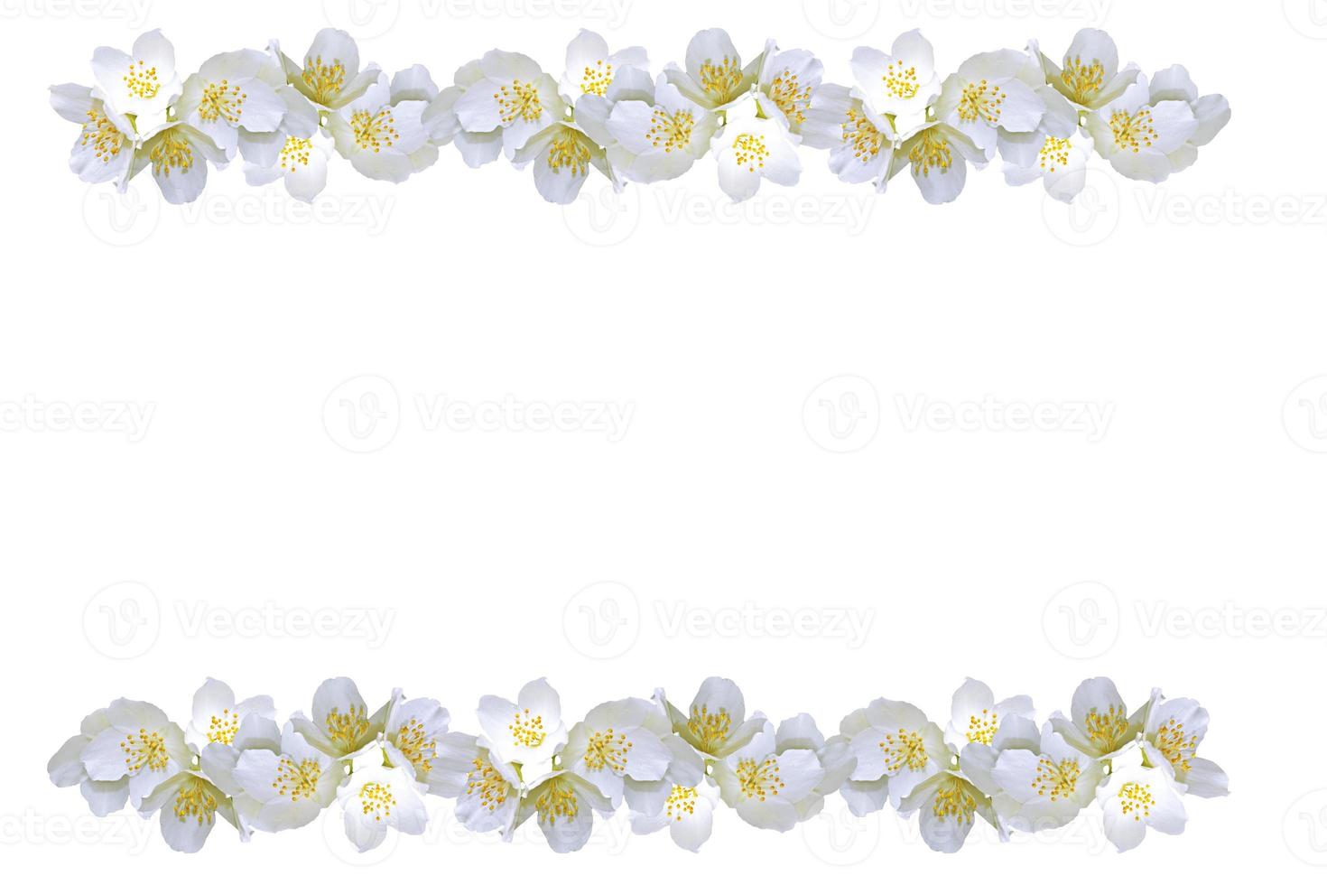 branch of jasmine flowers isolated on white background. photo