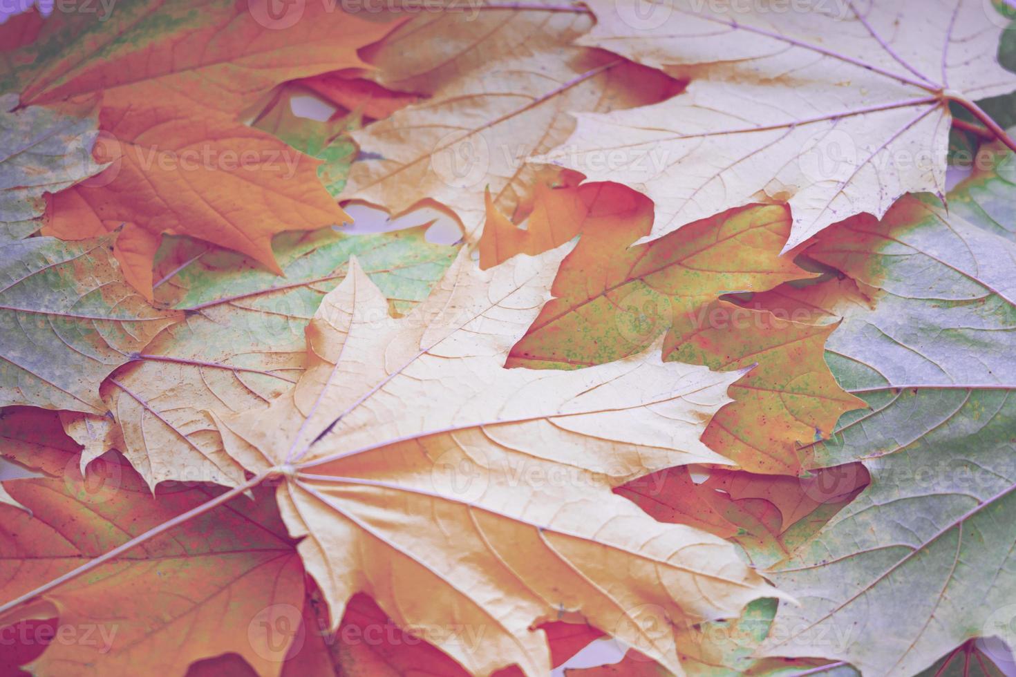 autumn landscape with bright colorful foliage. Indian summer. photo